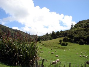 Sheep paddocks from the gardens