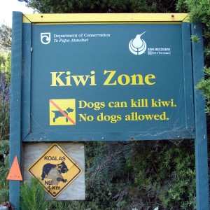 Signs of Kiwis