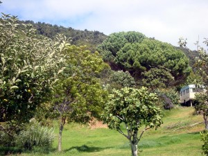 Some fruit trees (& others)     