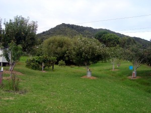 Some of the fruit trees     