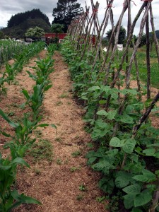 Spring & summer plantings    