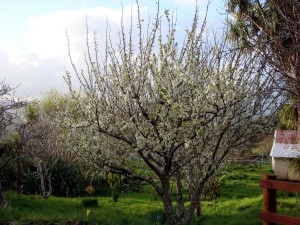 Springtime bloom     