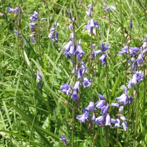 Springtime flowers   