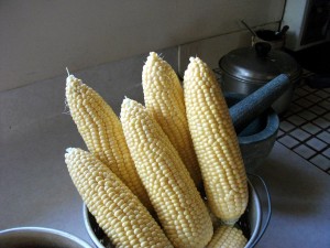 Sweetcorn harvest     