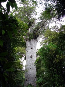 Tane Mahuta      