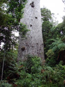 The base of Tane Mahuta      