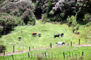 The cows in their paddock