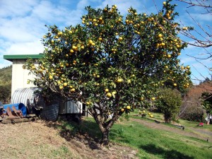 The grapefruit tree is fully laden     