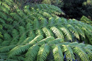 The iconic fern tree!  