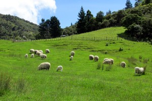 The sheep paddocks