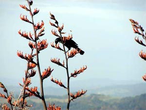 Tui-at-Okopako                   