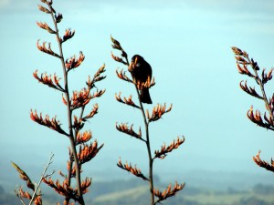 Tui in the flax