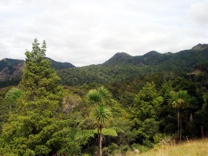 View out over the bush  