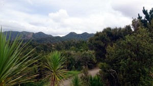 View to the bush from the main gate  