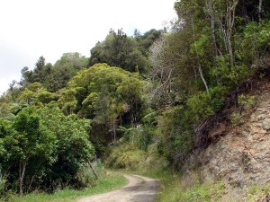 Walking up the road from the farm  