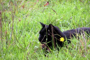 Watch for the mini black panther in the grass