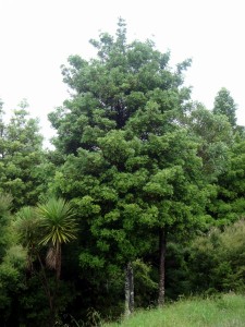 Young native trees  